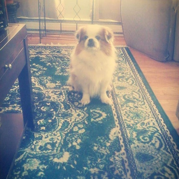 Meet your Posher, Kj - Picture 1 of 1